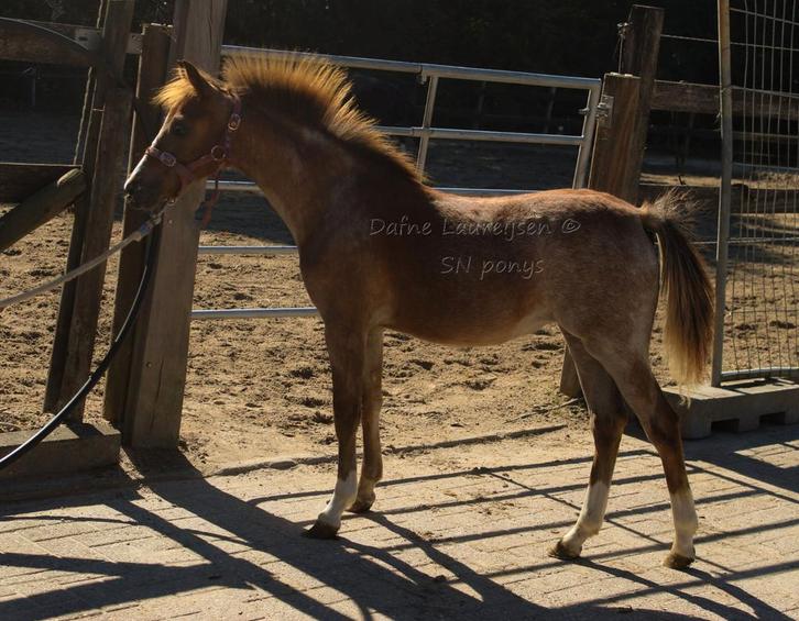 Welsh merrie veulen 🩷, Dieren en Toebehoren, Paarden, Merrie, B
