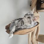 Prachtig maine coon poes met stamboom herplaatser, Chatte ou Chat, Avec pedigree, 3 à 5 ans