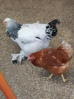 Kippen, Dieren en Toebehoren, Pluimvee, Vrouwelijk, Kip