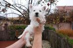 Jolis chiots West Highland White Terrier, Autres races, Plusieurs, Parvovirose, Belgique