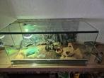 Terrarium met luipaardgekko, Dieren en Toebehoren, Reptielen en Amfibieën, Overige soorten, Met terrarium, 0 tot 2 jaar