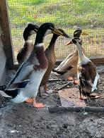 Trio loopeenden, Dieren en Toebehoren, Pluimvee