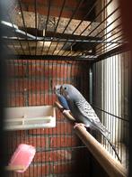 Grasparkieten, Dieren en Toebehoren, Vogels | Parkieten en Papegaaien, Parkiet, Geringd