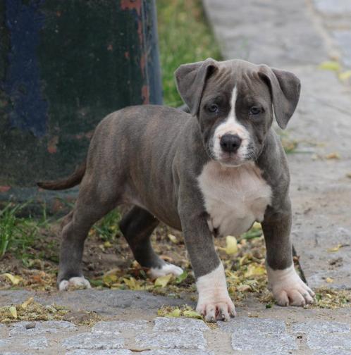 Amerikaanse Stafford pup, Dieren en Toebehoren, Honden | Jack Russells en Terriërs, Teef, American Staffordshire Terriër, Fokker | Professioneel