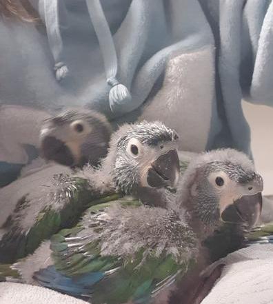 Jeunes aras nains super apprivoisés, Animaux & Accessoires, Oiseaux | Perruches & Perroquets, Perroquet, Parleur, Domestique, Bagué