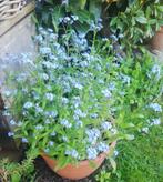 Myositis verhandelen of verkopen, Tuin en Terras, Planten | Tuinplanten, Ophalen, Lente, Bodembedekkers, Halfschaduw