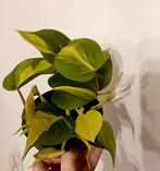 Philodendron Brésil, Maison & Meubles, Enlèvement ou Envoi