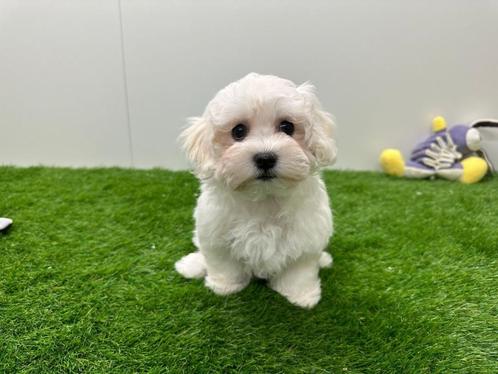 Nestjes Maltezer pups, Dieren en Toebehoren, Honden | Chihuahua's en Gezelschapshonden, Meerdere dieren, Maltezer, Fokker | Professioneel
