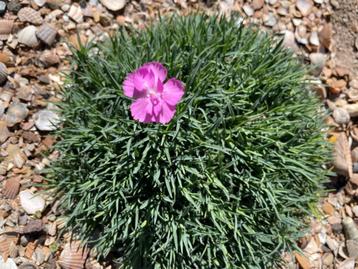 Rotsplanten rotstuinplanten alpenplanten beschikbaar voor biedingen