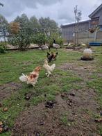 Haantjes te koop zoeken goede thuis, Dieren en Toebehoren, Mannelijk, Kip