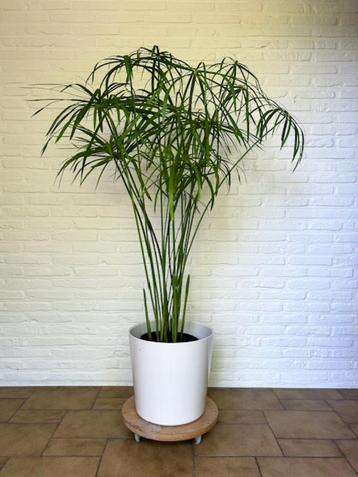 Grote Parapluplant, Cyperus alternifolius, Kamerplant. beschikbaar voor biedingen
