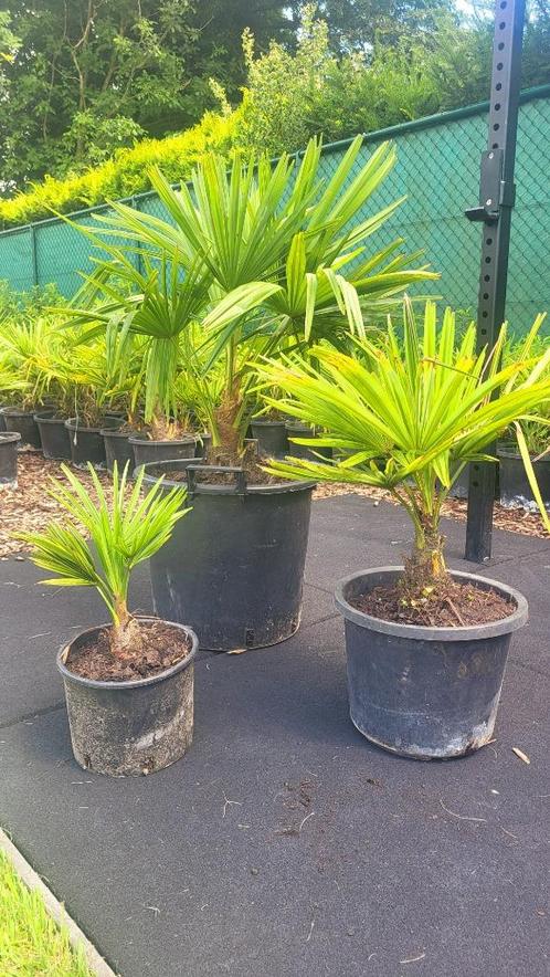 Winterharde Trachycarpus Fortunei Palmbomen – Eigen Kweek!, Tuin en Terras, Planten | Bomen, Palmboom, In pot, Ophalen