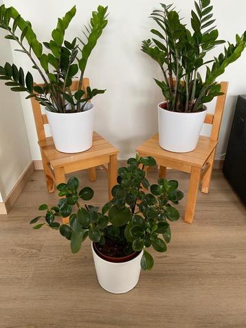 2 houten stoeltjes om bloempotten op te zetten beschikbaar voor biedingen