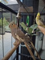 2 leuke handtamme valkparkieten met of zonder kooi, Dieren en Toebehoren