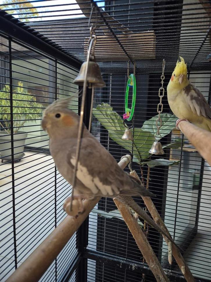 2 leuke handtamme valkparkieten met of zonder kooi, Dieren en Toebehoren, Vogels | Parkieten en Papegaaien