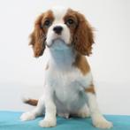 Cavalier King Charles Blenheim - reutjes te koop, Dieren en Toebehoren, Honden | Chihuahua's en Gezelschapshonden, 15 weken tot 1 jaar