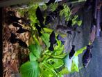 Black molly's, Dieren en Toebehoren, Vis, Zoetwatervis