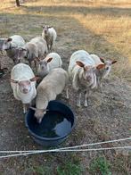 2 ooien 1 jaar, Dieren en Toebehoren, Vrouwelijk, Schaap, 0 tot 2 jaar