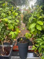 Citronnier 4 saisons 140cm, Tuin en Terras, Planten | Struiken en Hagen, Ophalen, Overige soorten, 100 tot 250 cm