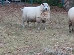 Schaap, Dieren en Toebehoren, Schapen, Geiten en Varkens, Schaap