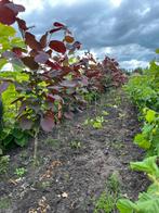 Rood bladerige hazelnoten, Enlèvement, 100 à 250 cm, Ombre partielle, Automne