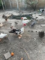 Barberie eenden, Dieren en Toebehoren