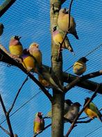Gouldamadine poppen, Dieren en Toebehoren, Vogels | Overige Vogels