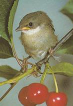 JONGE  TUINFLUITER, Verzamelen, Postkaarten | Dieren, Verzenden, Ongelopen, Vogel