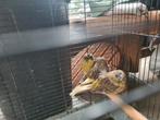 Verkoop of ruil 2 vrouwelijke glosterkanaries, Dieren en Toebehoren, Vrouwelijk