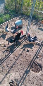 Broedeieren Ancona kriel, Dieren en Toebehoren, Pluimvee, Geslacht onbekend, Kip