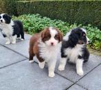 chiots bergers australiens, Animaux & Accessoires, Chiens | Bergers & Bouviers, Plusieurs, Hépatite contagieuse (maladie de Rubarth)