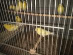 3 kanaries geel, Dieren en Toebehoren, Vogels | Kanaries, Geslacht onbekend, Kleurkanarie