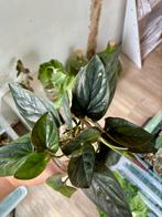 Syngonium red arrow stekjes, Huis en Inrichting, Kamerplanten, Ophalen of Verzenden