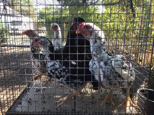 Ko Shamo krielen, Dieren en Toebehoren, Pluimvee