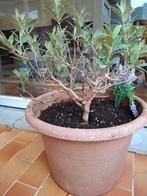 Olijfboom, Tuin en Terras, Ophalen of Verzenden