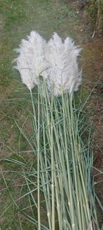Pampas pluimen, Ophalen, Nieuw