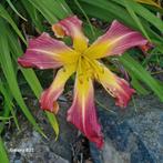 Hemerocallis spider Jabbedabbedoo, Tuin en Terras, Planten | Tuinplanten, Ophalen