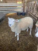 dekrammen, Dieren en Toebehoren, Mannelijk, Schaap, 0 tot 2 jaar