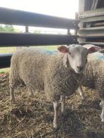 rammen, Dieren en Toebehoren, Schapen, Geiten en Varkens