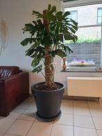 Monstera, Huis en Inrichting, Kamerplanten, Ophalen, In pot