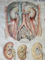 Vintage schoolplaat nieren, Antiek en Kunst, Antiek | Schoolplaten, Ophalen, Natuur en Biologie