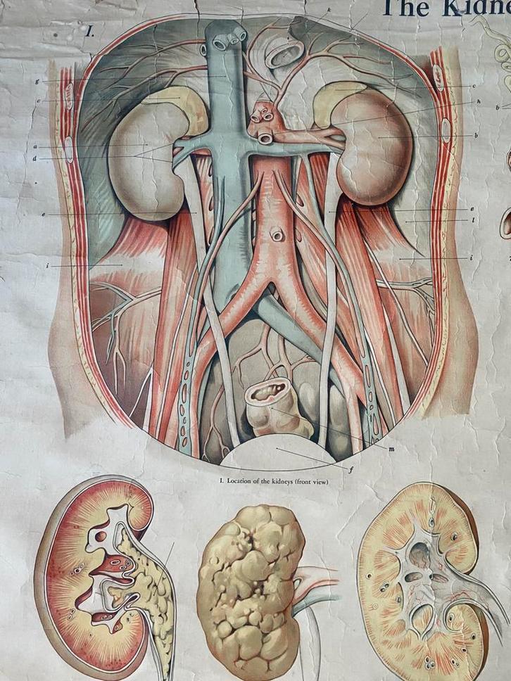 Vintage schoolplaat nieren, Antiek en Kunst, Antiek | Schoolplaten, Natuur en Biologie, Ophalen