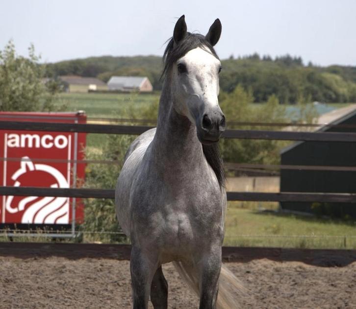 Pre /andalusier hengst, Dieren en Toebehoren, Pony's, Hengst, Onbeleerd