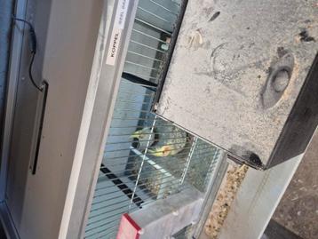 Jong kweekkoppel valkparkieten, Plusieurs animaux, Perruche