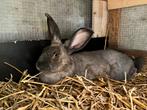 Duitse reus ram, Dieren en Toebehoren, Konijnen, Mannelijk, Middelgroot, 0 tot 2 jaar