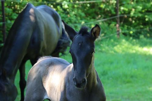 zwart PRE-veulen te reserveren, Dieren en Toebehoren, Paarden, Meerdere dieren, L
