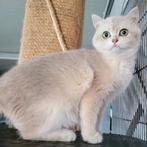 Britse korthaar kitten Lilac Golden, Poes, Gechipt, 0 tot 2 jaar