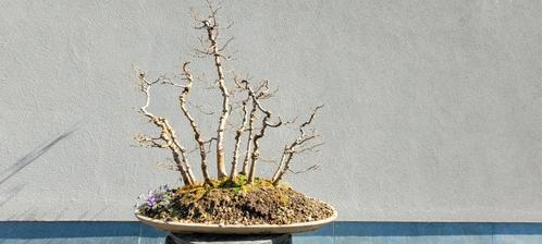 Zelkova serrata bonsai groep, Tuin en Terras, Planten | Bomen, Ophalen