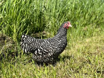 Jonge tamme Amrock kriel kippen hennen gesekst en ingeënt