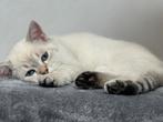 kittens Britse korthaar, Dieren en Toebehoren, Gechipt